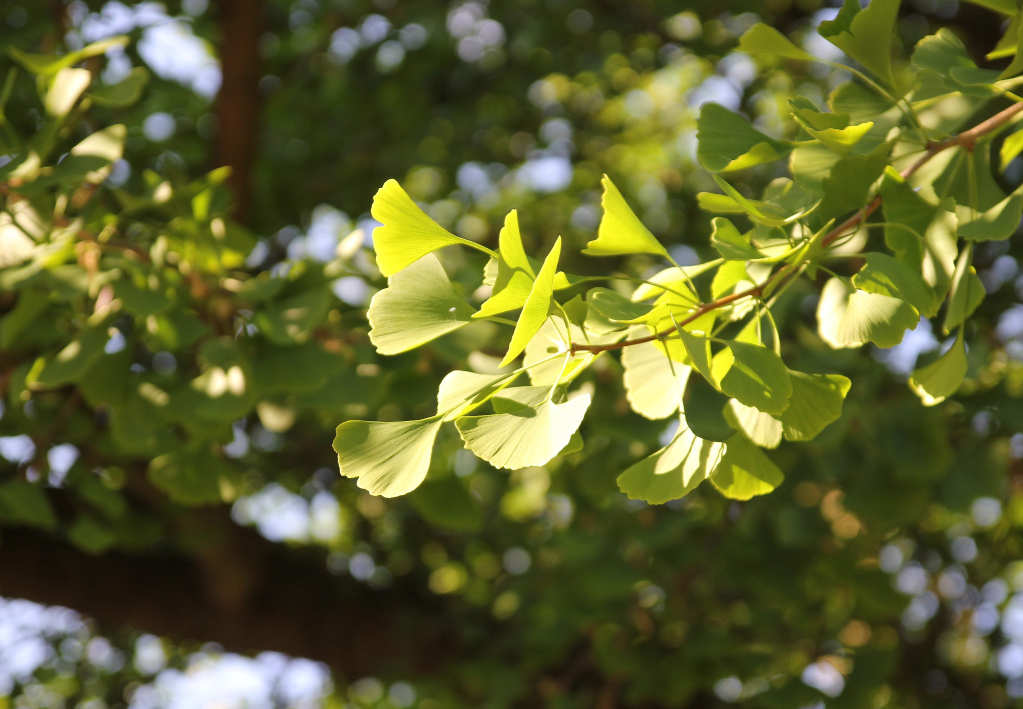 Tapeta gingko_biloba