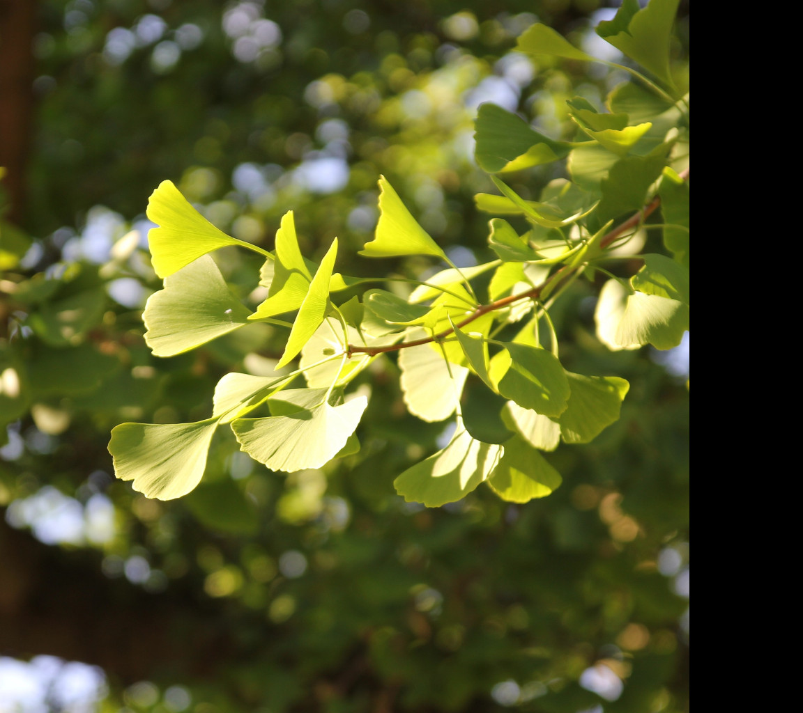 Tapeta gingko_biloba