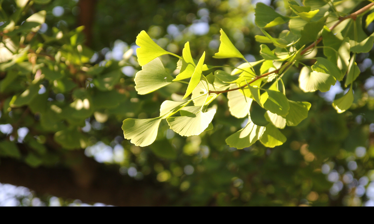 Tapeta gingko_biloba