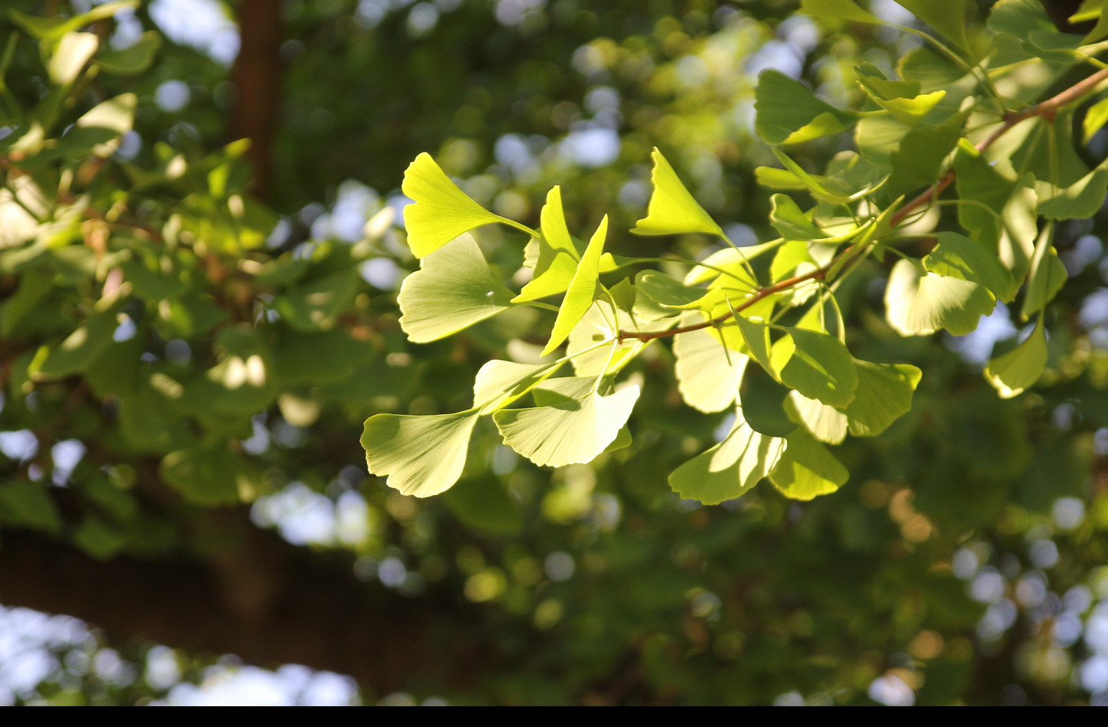 Tapeta gingko_biloba