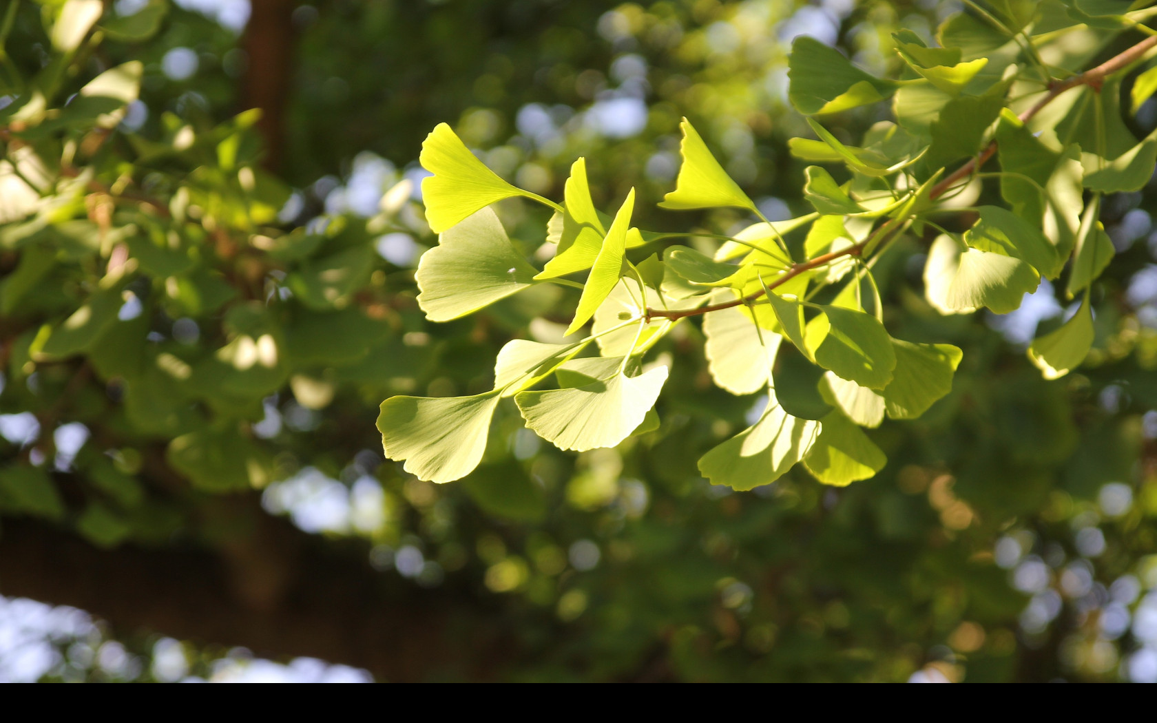 Tapeta gingko_biloba