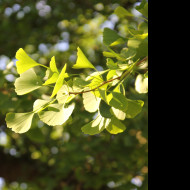 Tapeta gingko_biloba