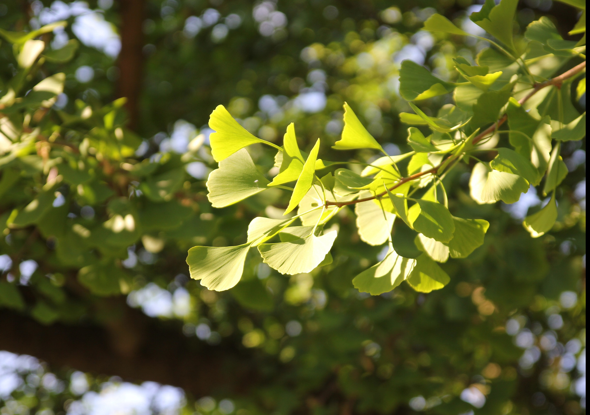 Tapeta gingko_biloba