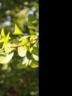 Tapeta gingko_biloba