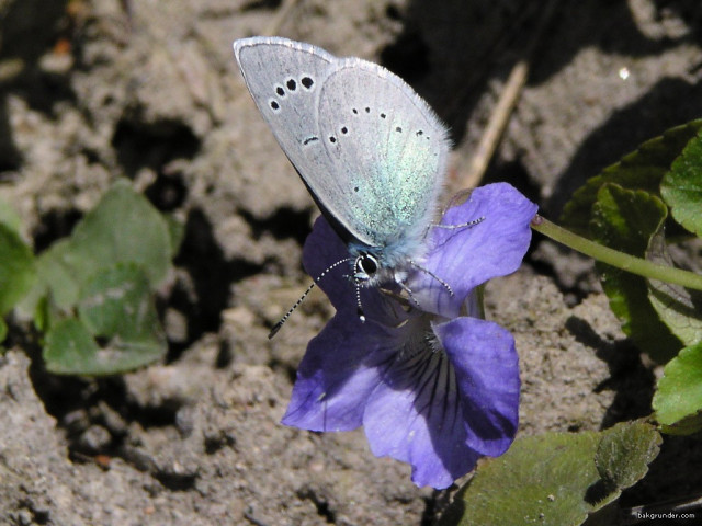 Tapeta glaucopsychealexis