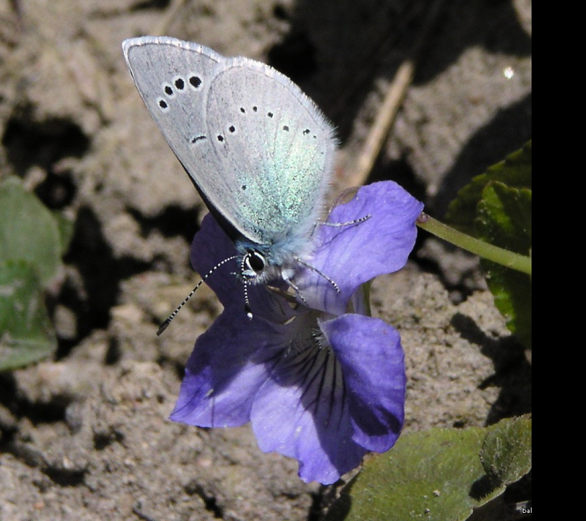 Tapeta glaucopsychealexis