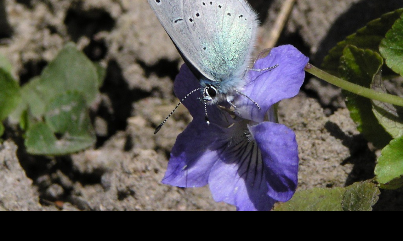 Tapeta glaucopsychealexis