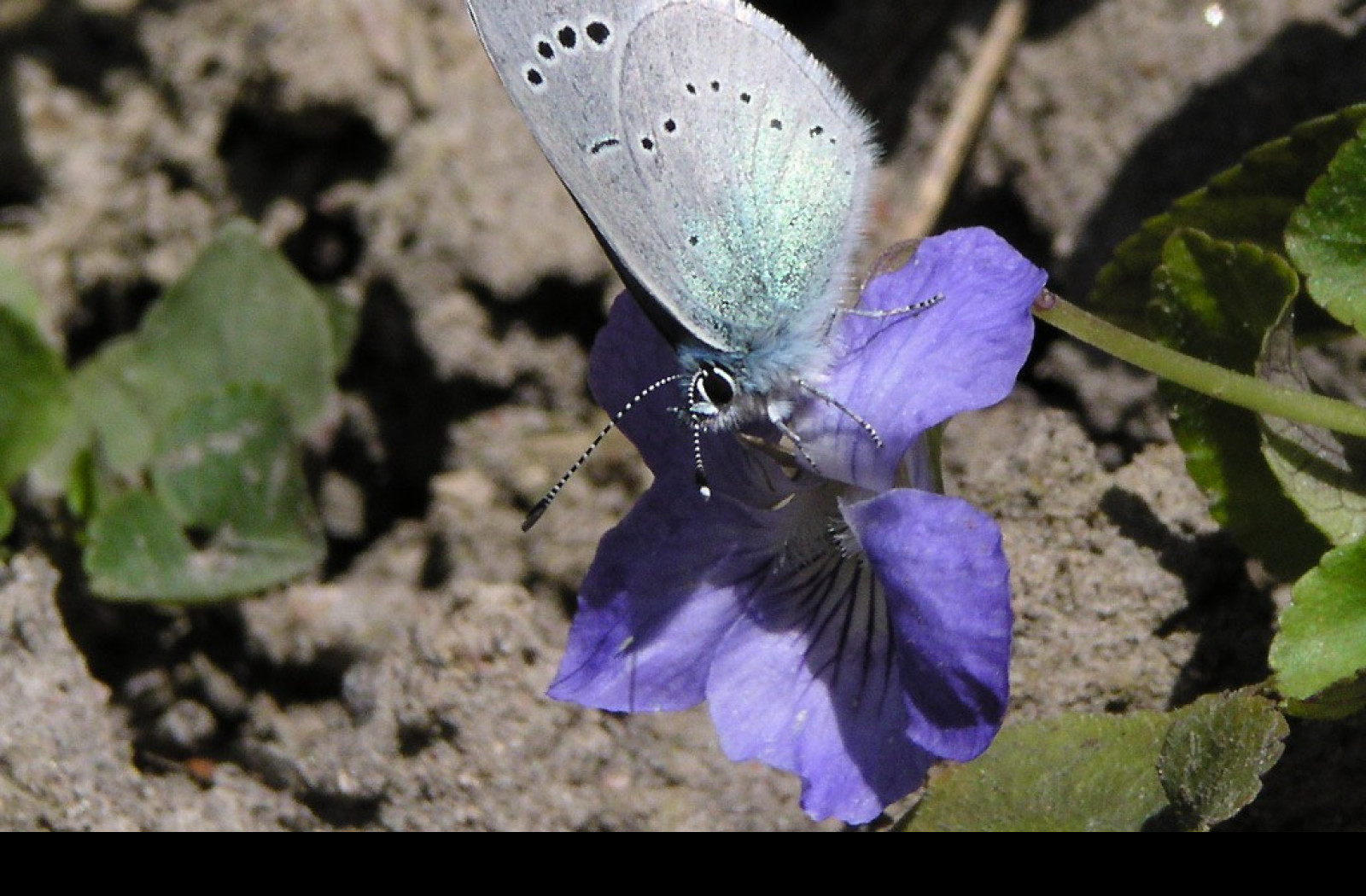 Tapeta glaucopsychealexis