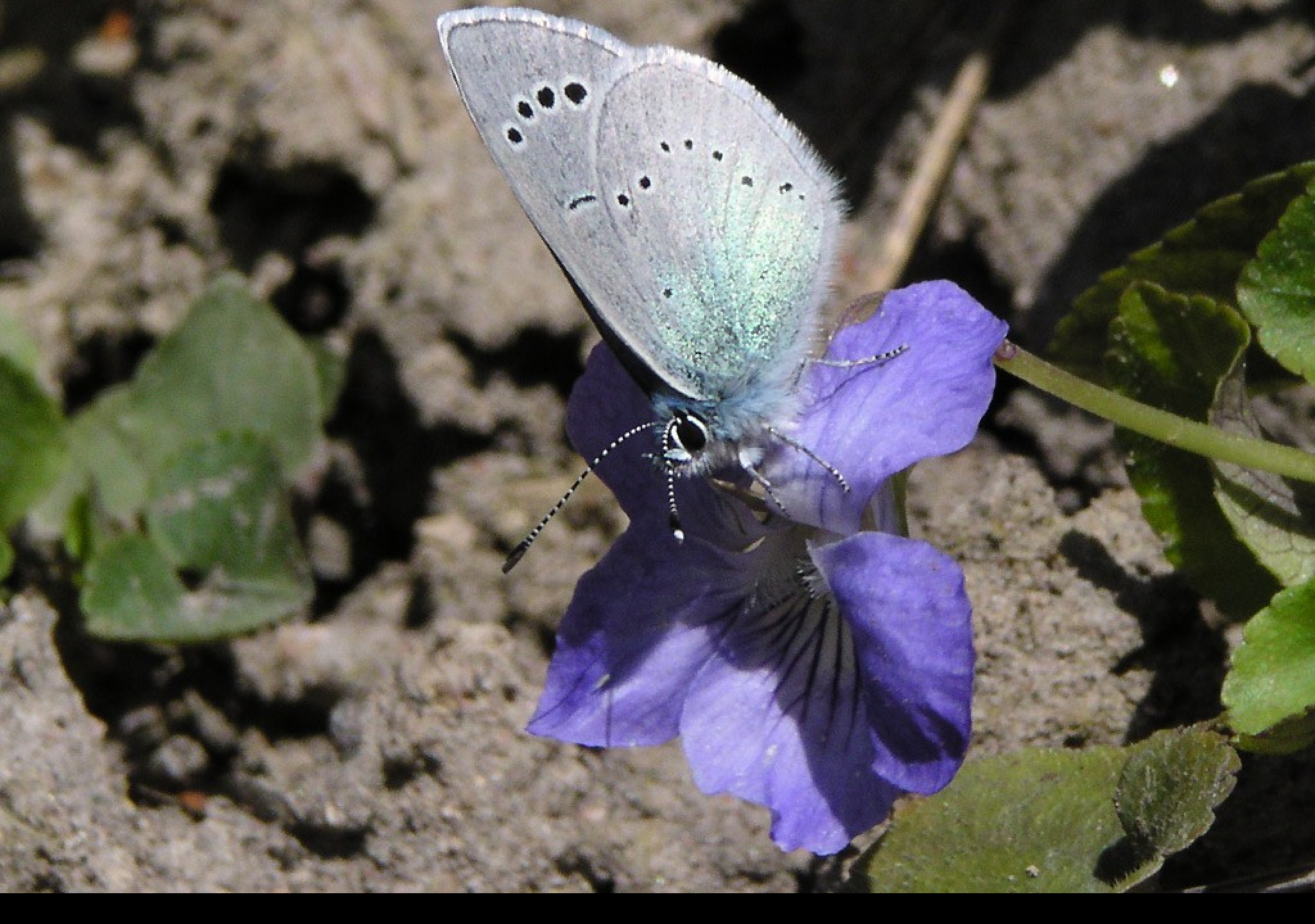 Tapeta glaucopsychealexis