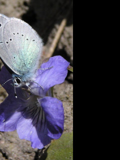 Tapeta glaucopsychealexis