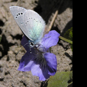 Tapeta glaucopsychealexis