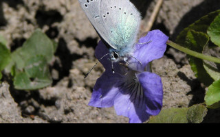 Tapeta glaucopsychealexis