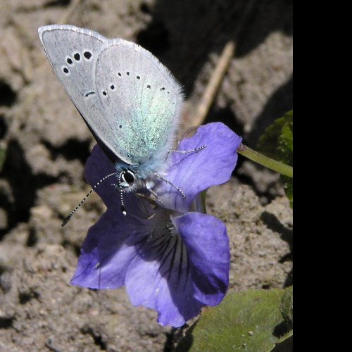 Tapeta glaucopsychealexis