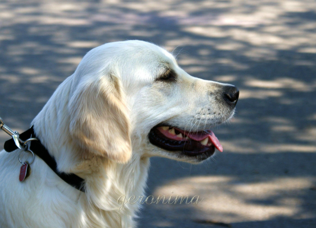 Tapeta golden_retriever_