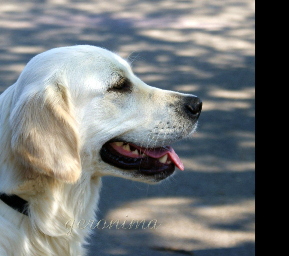 Tapeta golden_retriever_