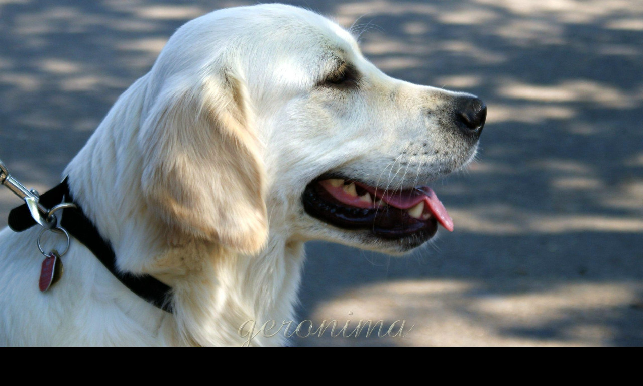 Tapeta golden_retriever_