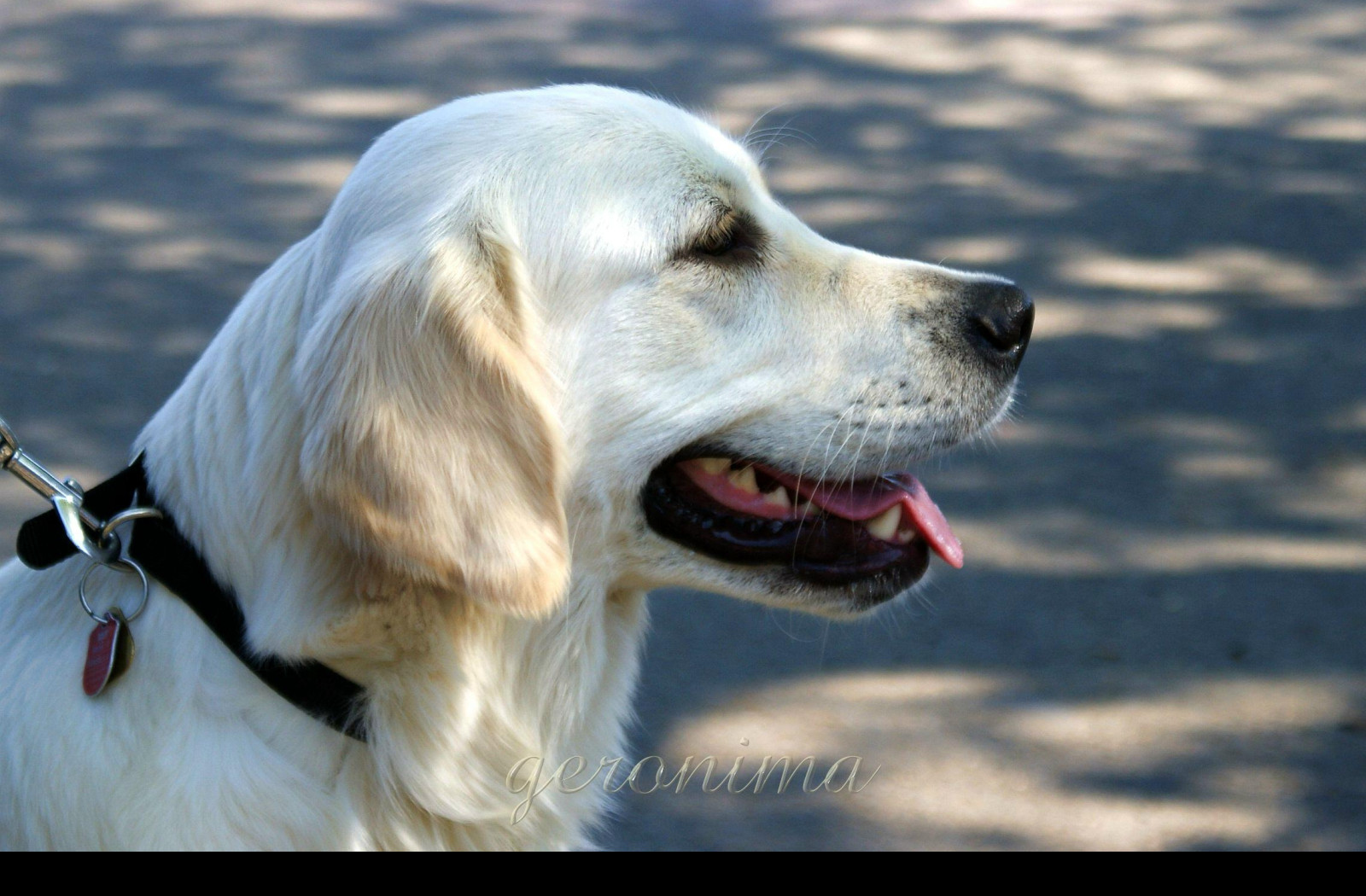 Tapeta golden_retriever_