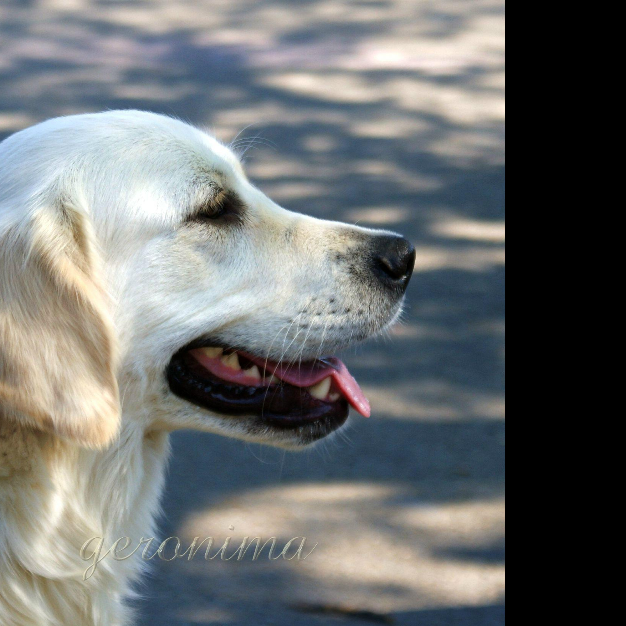 Tapeta golden_retriever_