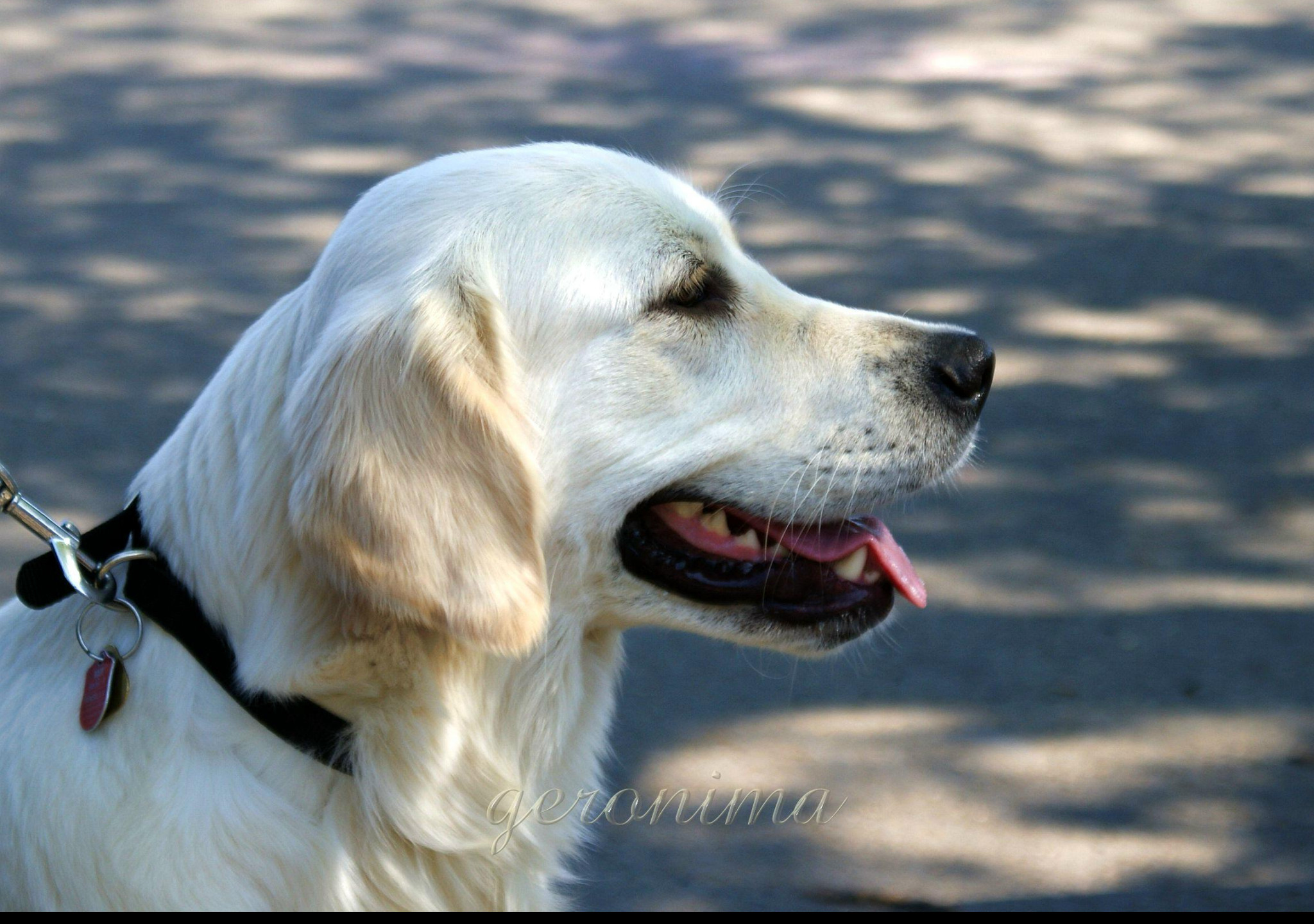 Tapeta golden_retriever_