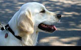 Tapeta golden_retriever_