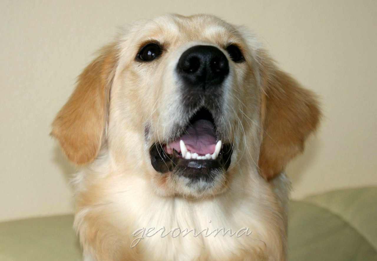 Tapeta golden_retriever_1