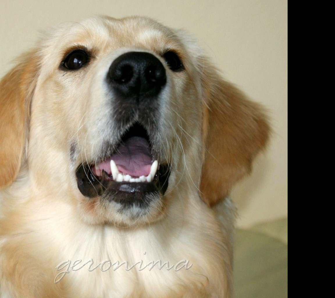 Tapeta golden_retriever_1