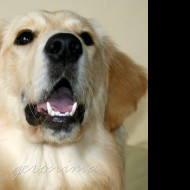 Tapeta golden_retriever_1