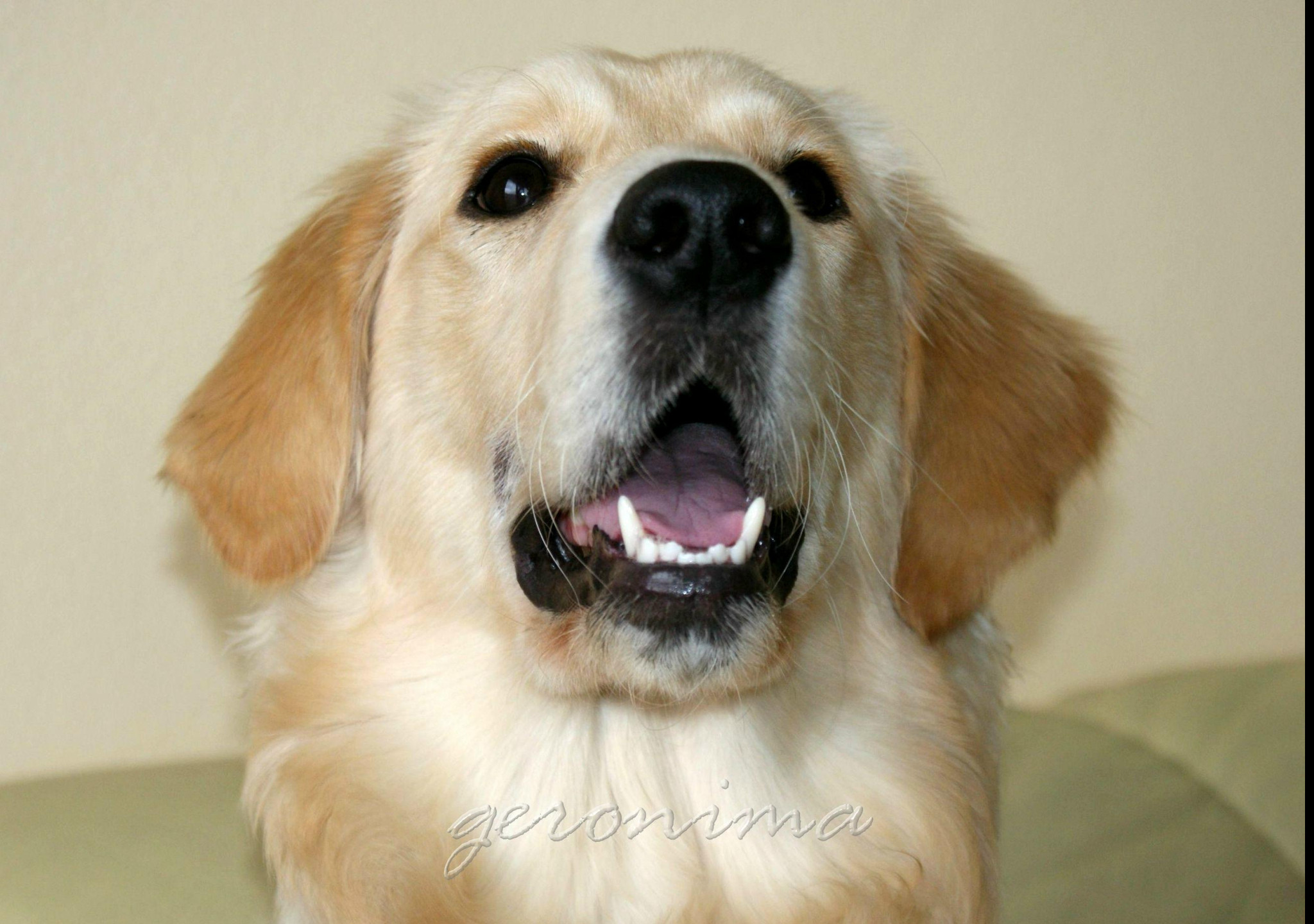 Tapeta golden_retriever_1