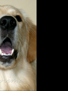 Tapeta golden_retriever_1