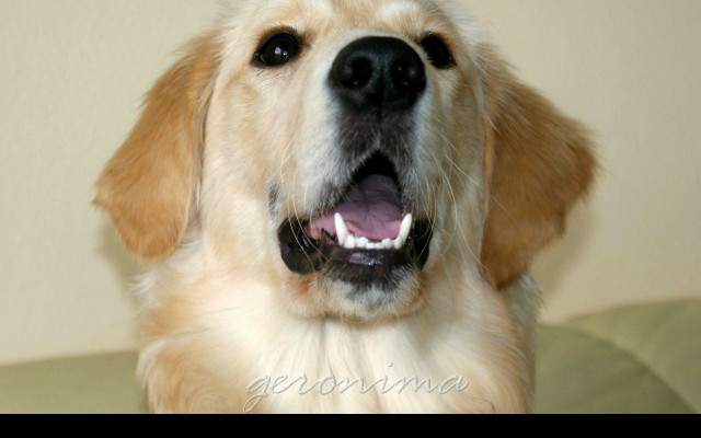 Tapeta golden_retriever_1