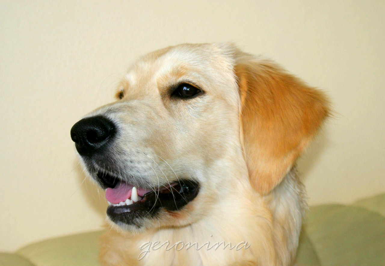 Tapeta golden_retriever_2