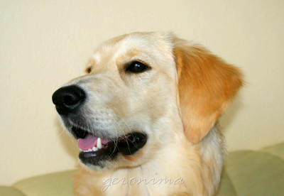 Tapeta: Golden Retriever 2