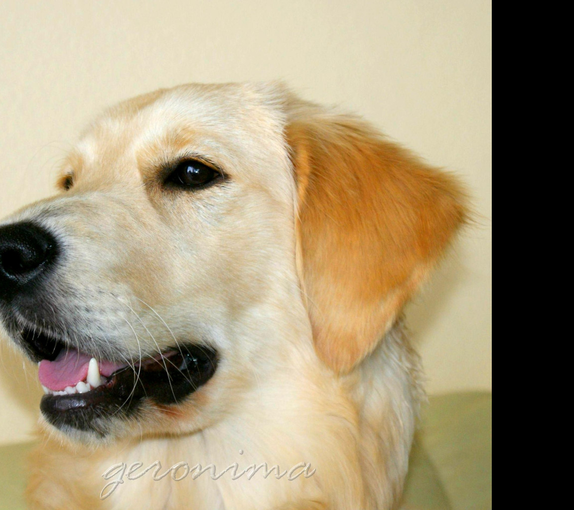 Tapeta golden_retriever_2