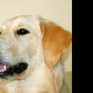 Tapeta golden_retriever_2