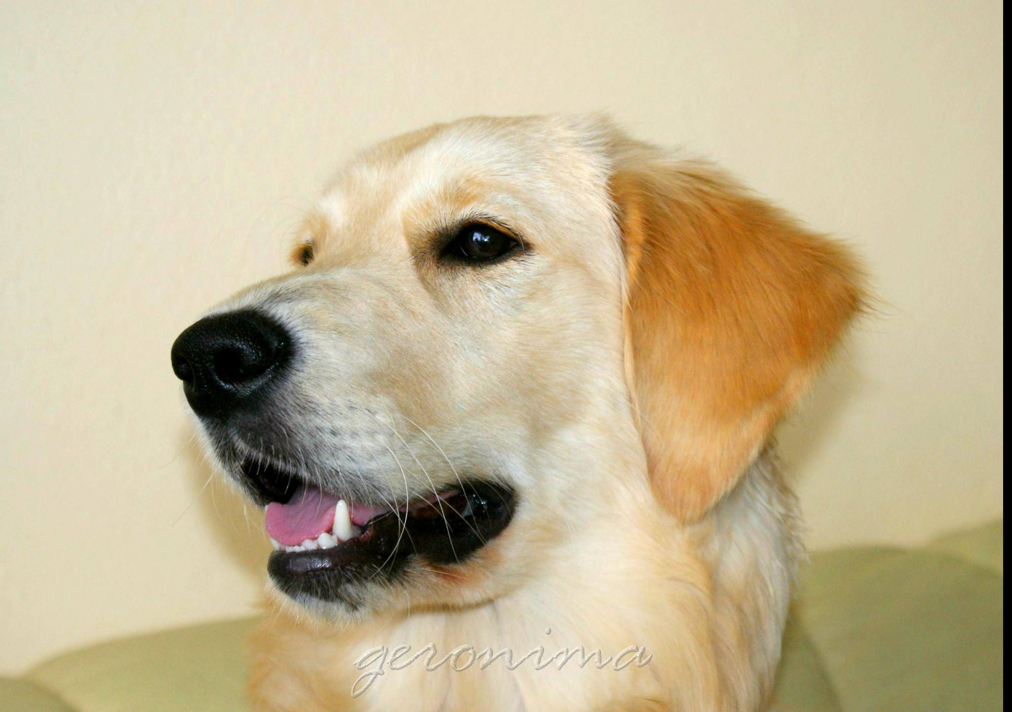 Tapeta golden_retriever_2