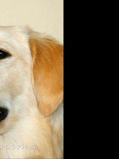 Tapeta golden_retriever_2