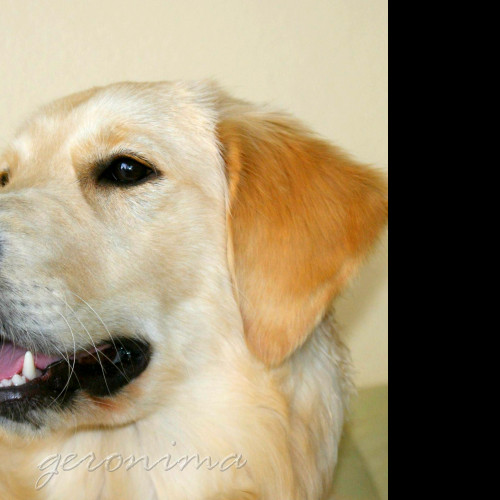 Tapeta golden_retriever_2