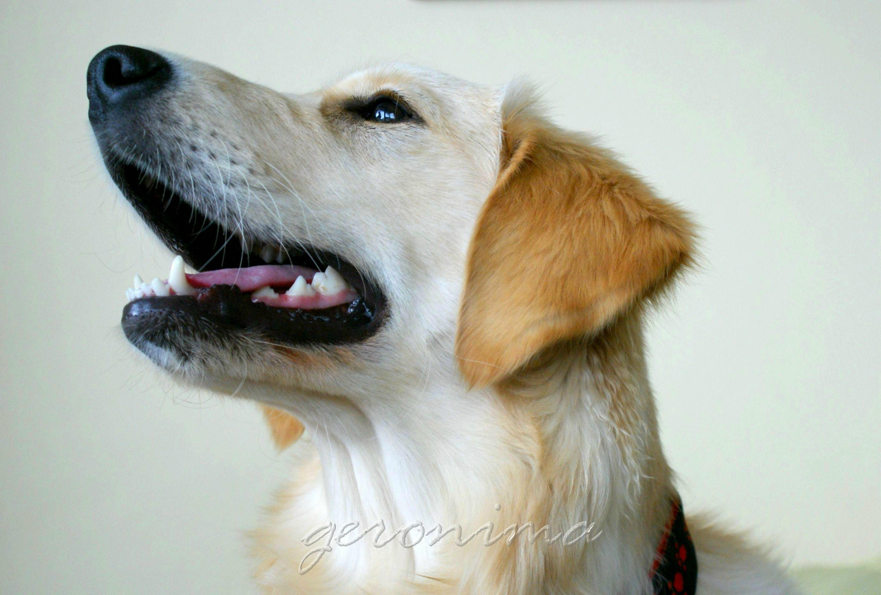 Tapeta golden_retriever_3