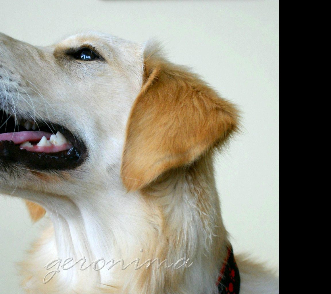 Tapeta golden_retriever_3