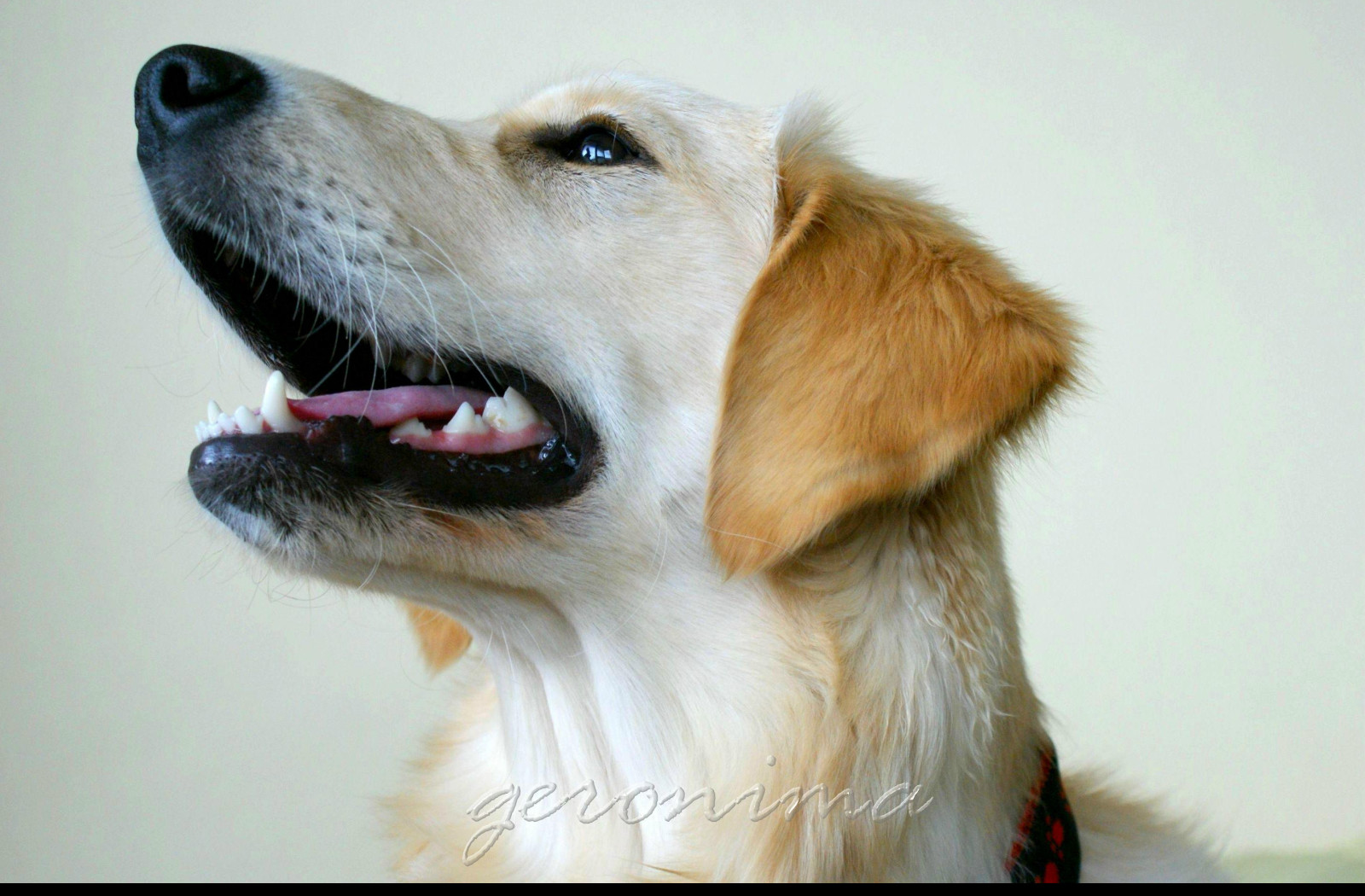 Tapeta golden_retriever_3