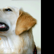 Tapeta golden_retriever_3