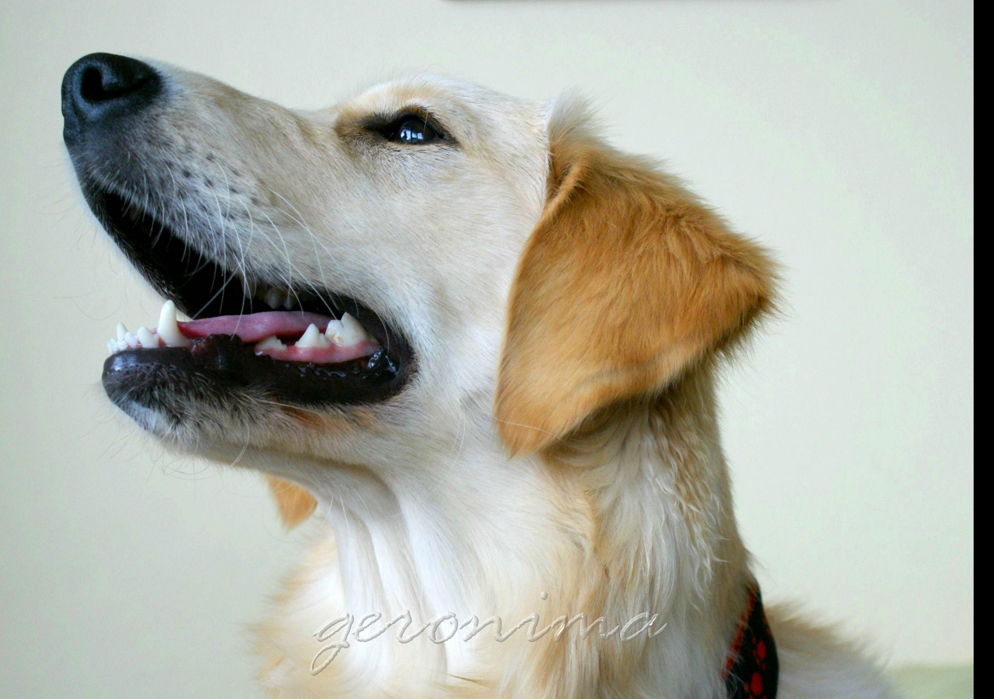 Tapeta golden_retriever_3