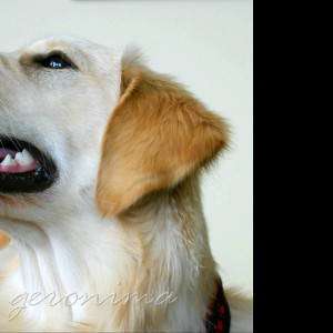 Tapeta golden_retriever_3