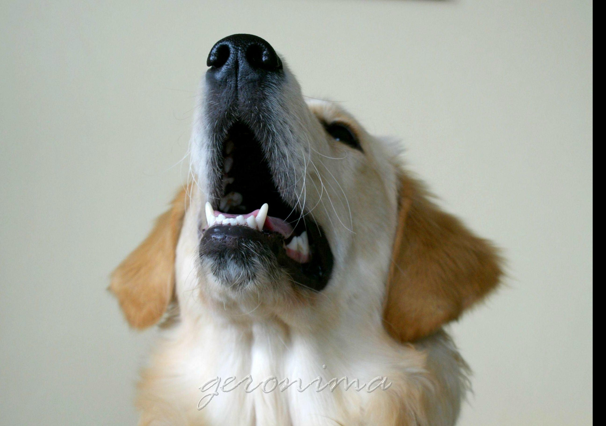 Tapeta golden_retriever_4