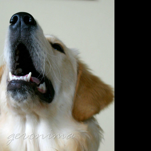 Tapeta golden_retriever_4