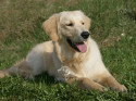 Tapeta Golden Retriever - lec