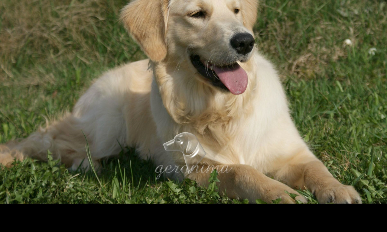 Tapeta golden_retriever___lezici