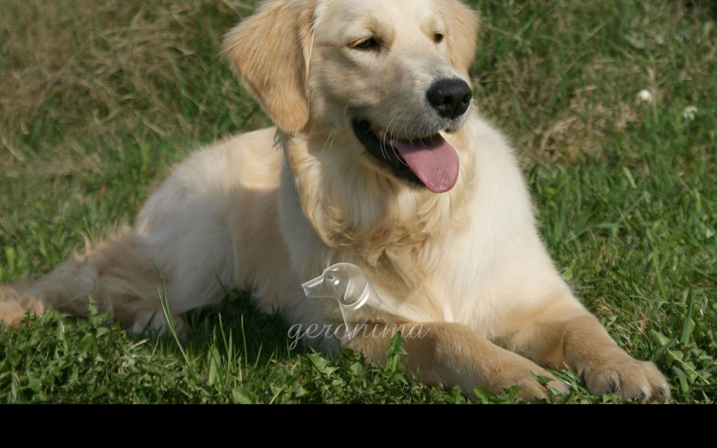 Tapeta golden_retriever___lezici