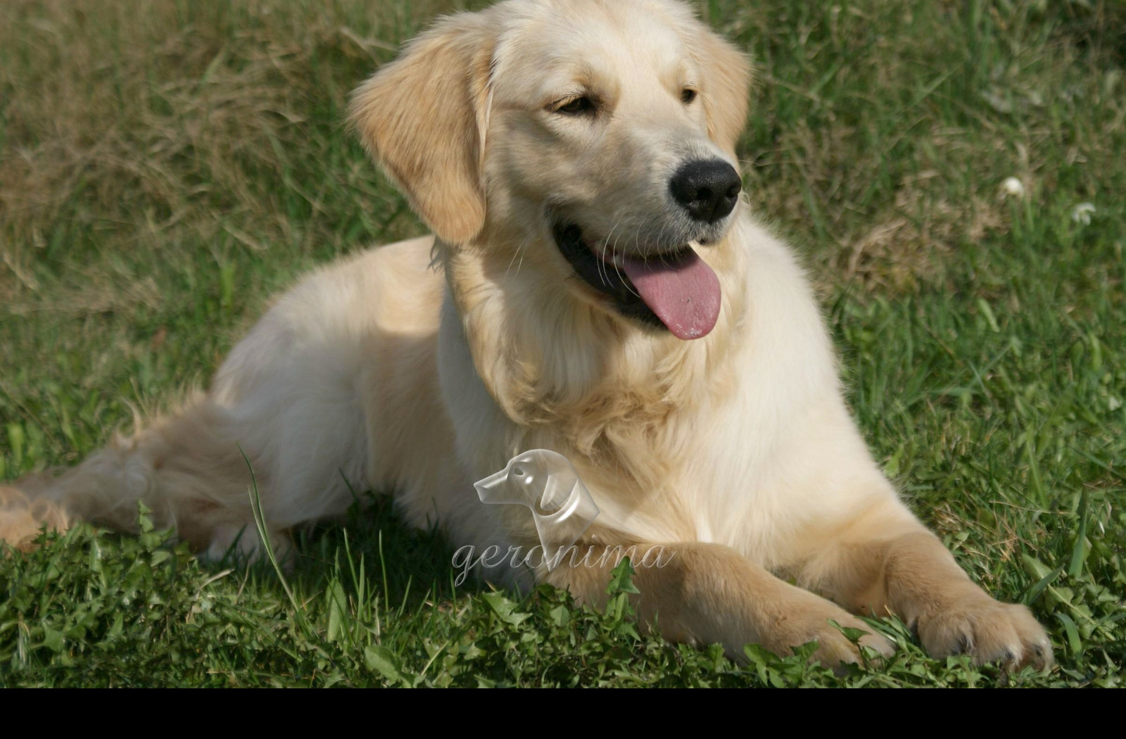 Tapeta golden_retriever___lezici