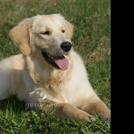 Tapeta golden_retriever___lezici